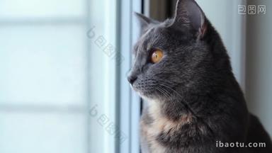 猫咪看向窗外